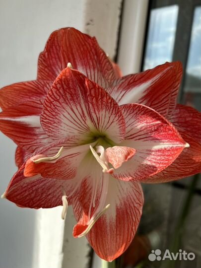 Гиппиаструм