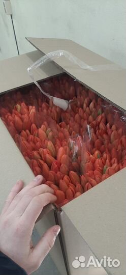 Тюльпаны к 8 марта