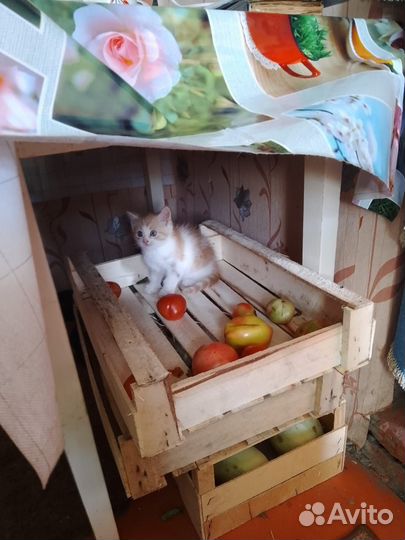 Котенок в самые долрые руки