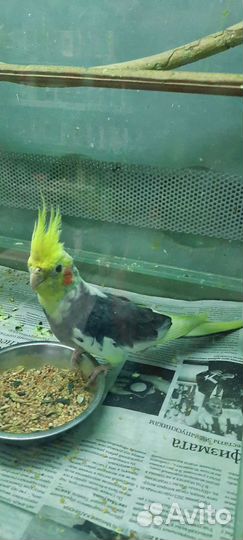 Попугай корелла птенец