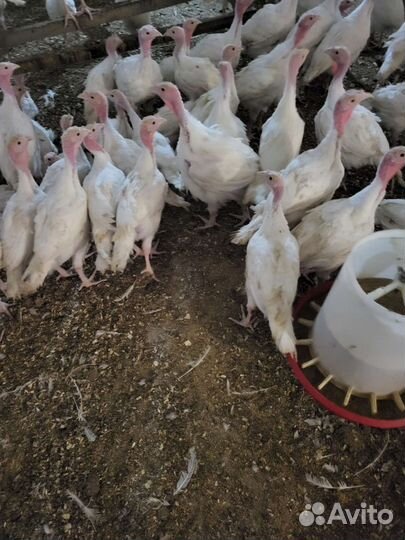 Индюки биг 6