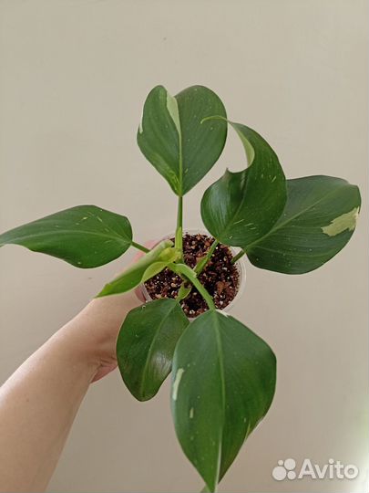 Philodendron white wizard