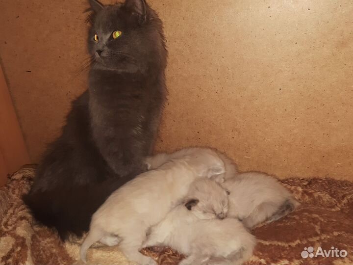 Котенок