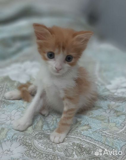 Домашние животные бесплатно