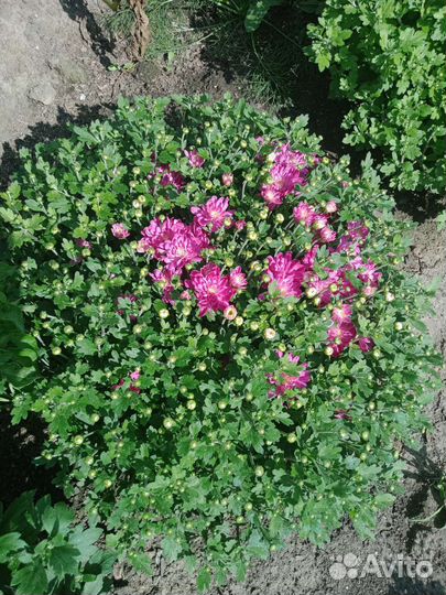 Хризантемы мультифлора цветущие