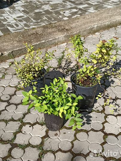 Спирея Японская Голдфлейм