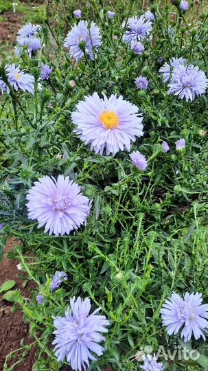 Астра ромашковая