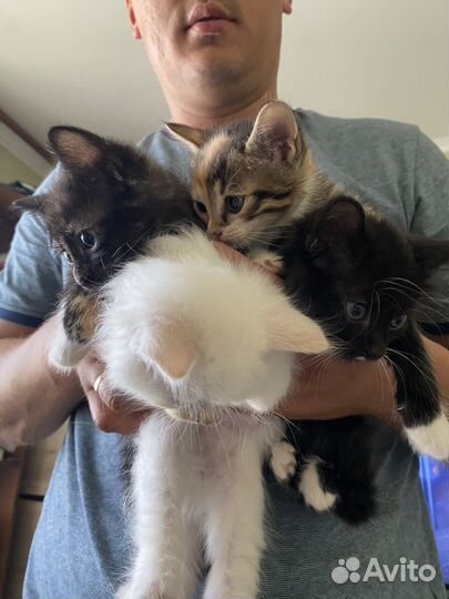 Котята в добрые руки