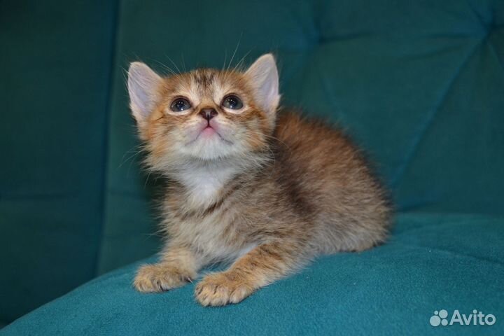 Котёнок девочка в ответственные руки