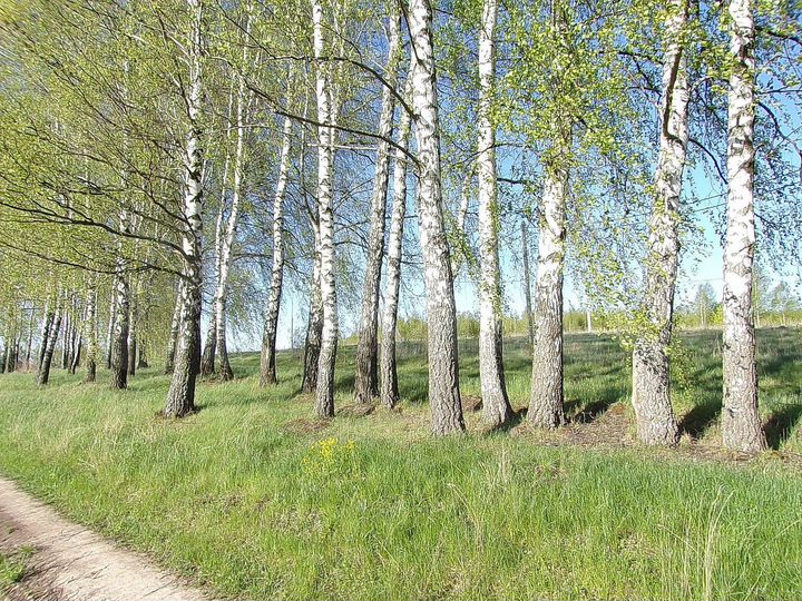 Участок 12 сот. (ИЖС)