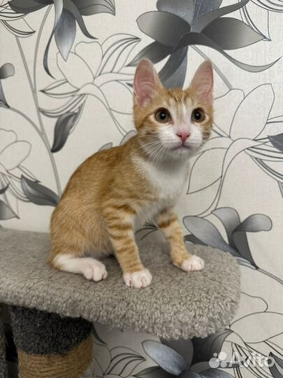 Котята в добрые руки бесплатно