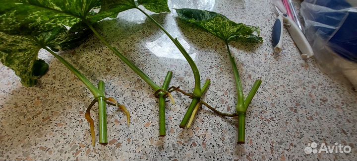 Сингониум моттлед