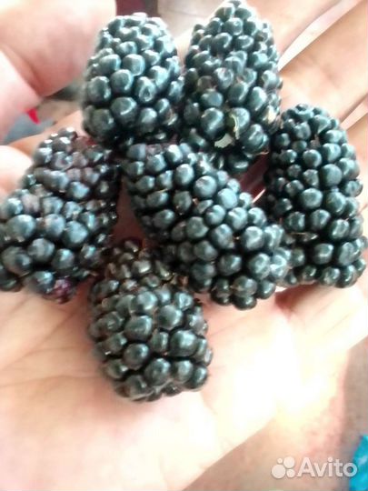 Ежевика саженцы