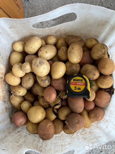 Продам картофель (мелочь)