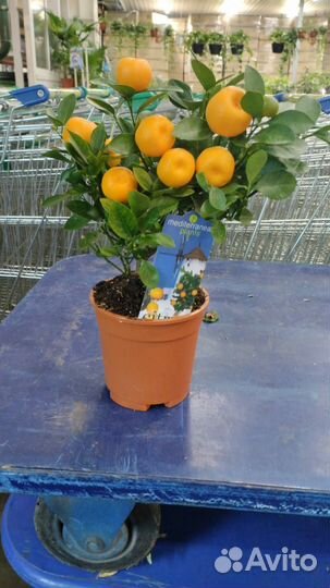 Мандариновое дерево (цитрус каламондин)