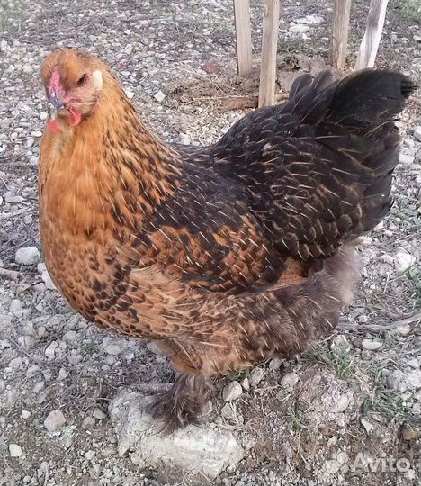 Инкубационное яйцо кур Брама