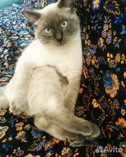 Кот для вязки