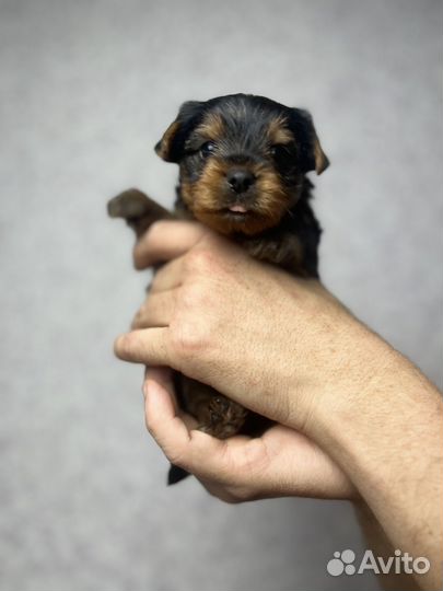Йоркширский терьер мини стандарт микро