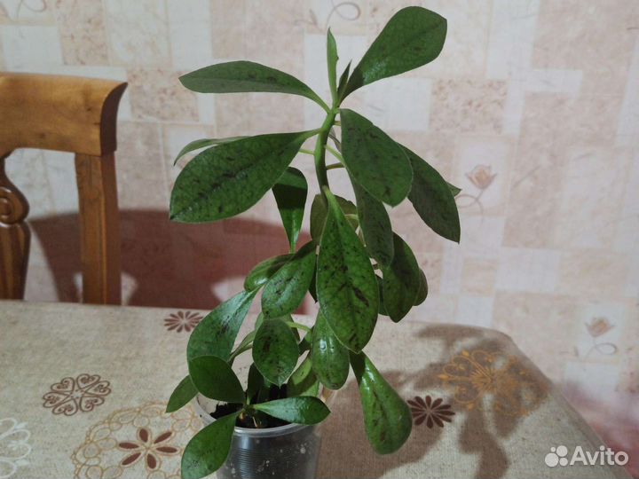 Комнатные цветы