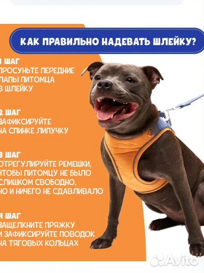 Шлейка с поводком для собаки мелкой породы