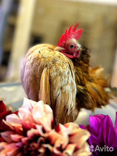 Серама карлики