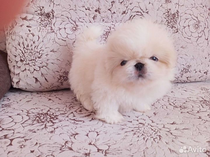 Щенки пекинеса