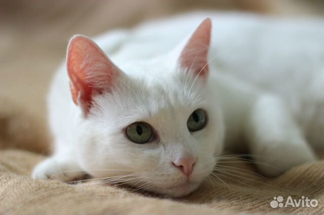 Домашняя передержка гостиница для кошек в Москве | Услуги | Авито