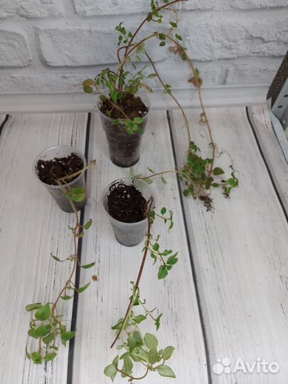 Диссотис, хойя лиза