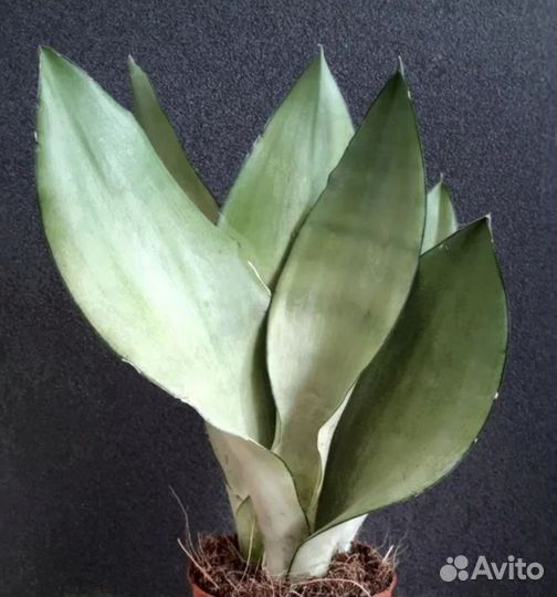 Комнатные растения цветы