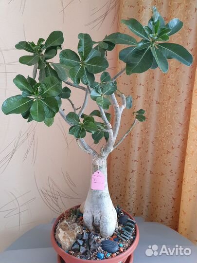 Адениум привитый