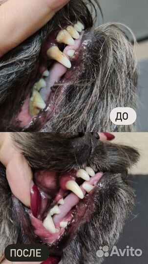 Чистка зубов собаке