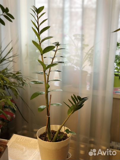 Замиокулькас