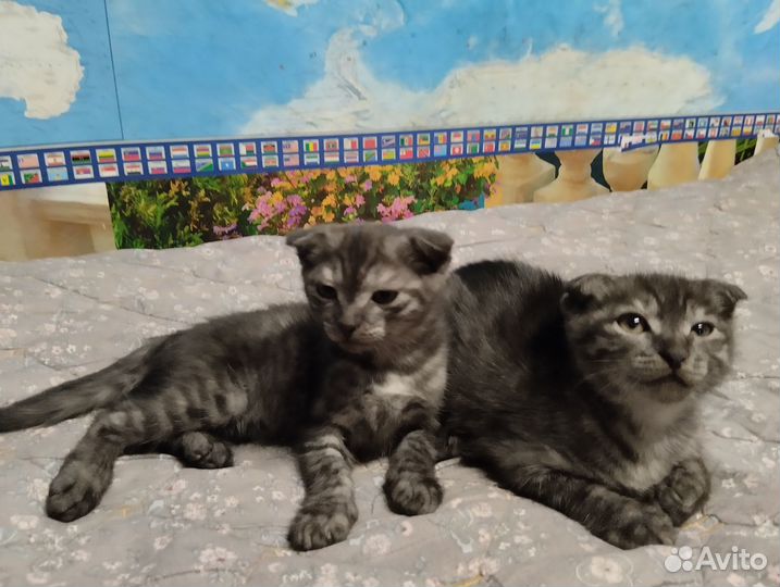 Котята