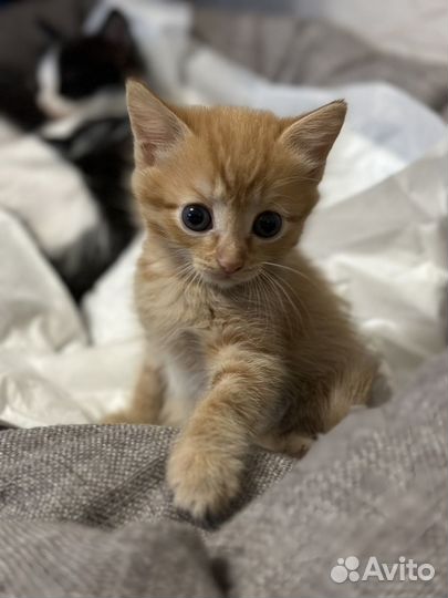 Кошка в дар