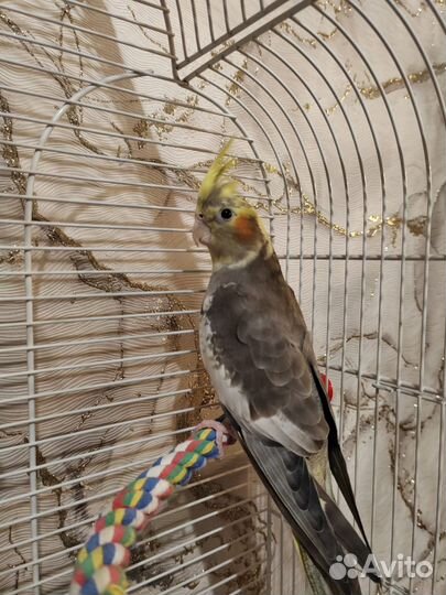 Попугай корелла с клеткой