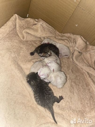 Британские котята