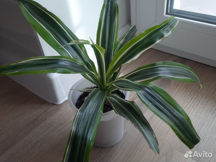 Эпипремнум Марбл Квин и Драцена Лайм