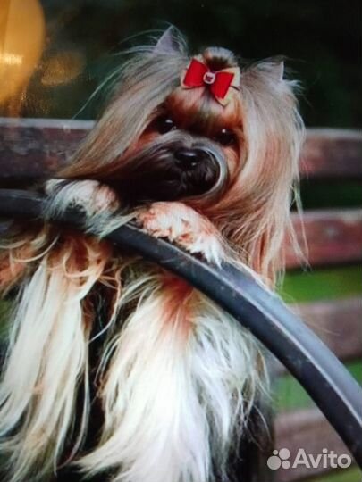 Щеночки в резерв