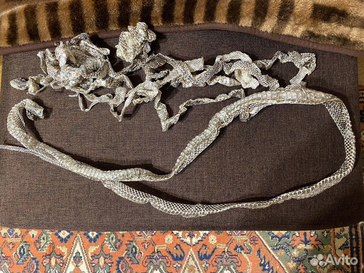 Змеиный выползок