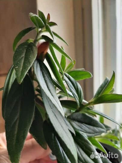 Колумнея кракатау