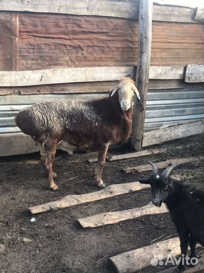 Баран.Эдильбаевский