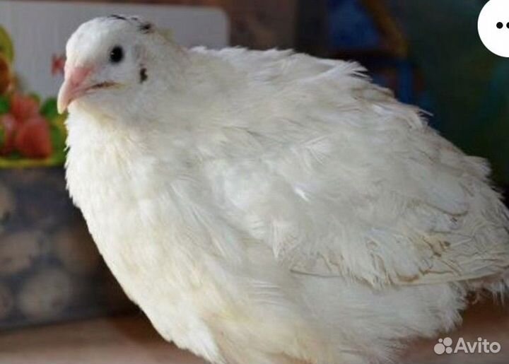 Яйца, мясо перепела, цыплята