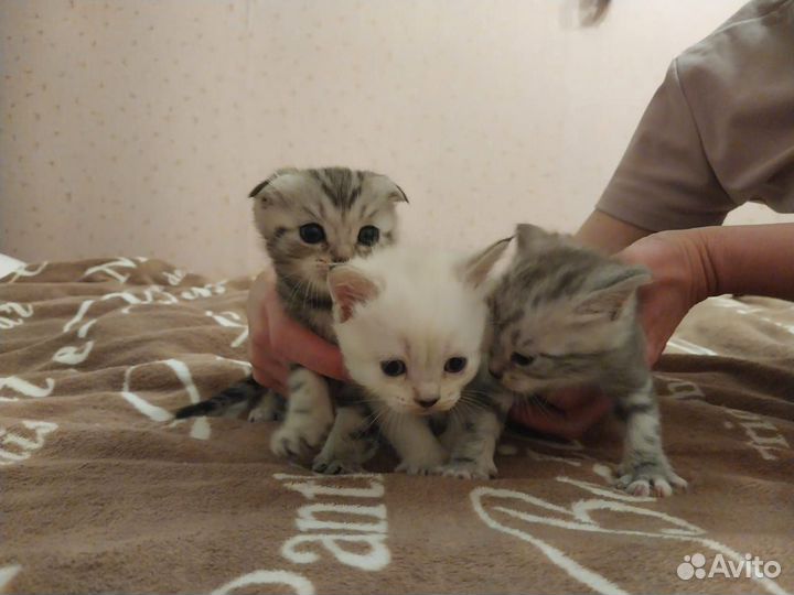 Отдам котят