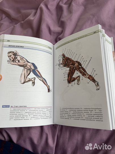 Книга Атлас функциональной анатомии человека