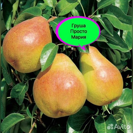 Саженцы Груши