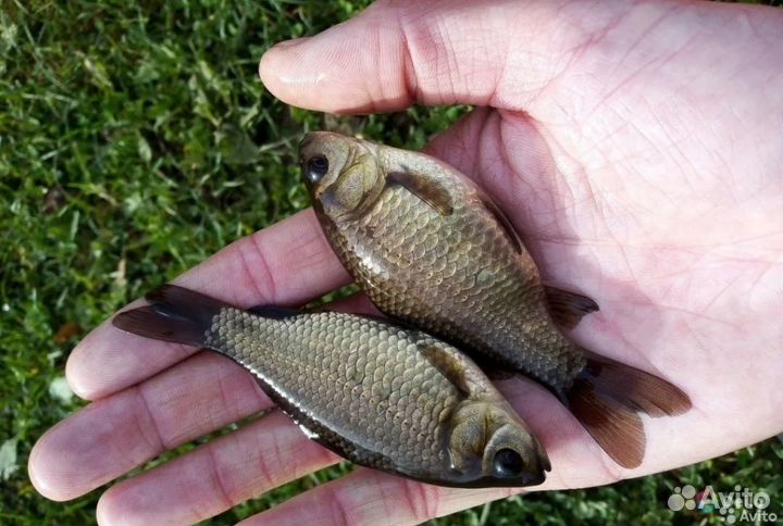 Живец карась