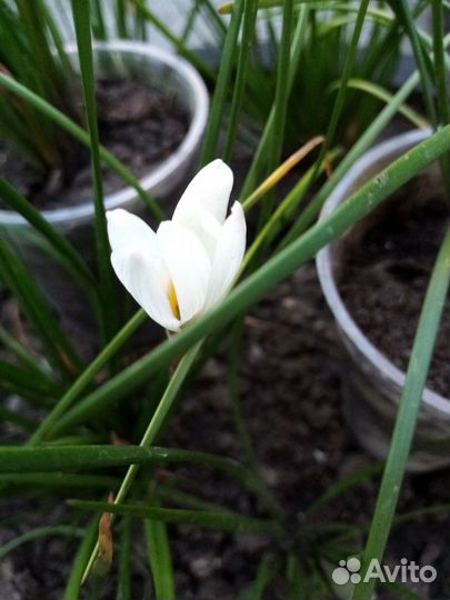 Зеферантес