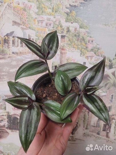 Традесканция зебрина