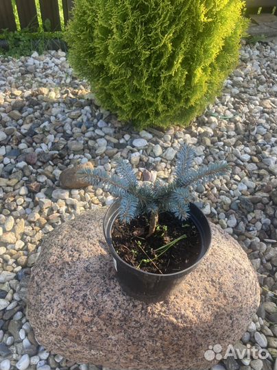 Ель Глаука Глобоза