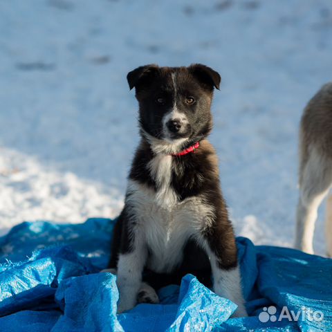 Милочка